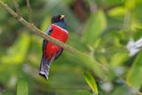 Collared Trogon - Trogon collaris