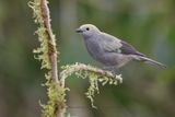 Palm Tanager - Thraupis palmarum