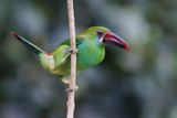 Crimson-rumped Toucanet - Aulacorhynchus haematopygus