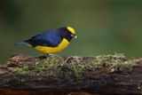 Orange-bellied Euphonia - Euphonia xanthogaster