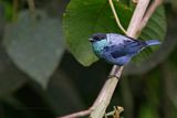 Black-capped Tanager - Stilpnia heinei