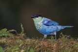 Black-capped Tanager - Stilpnia heinei