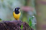 Green Jay - Cyanocorax yncas