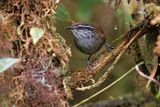 Munchique Wood-Wren - Henicorhina negreti