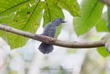 Bar-crested Antshrike - Thamnophilus multistriatus