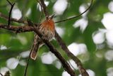 Moustached Puffbird - Malacoptila mystacalis