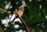 Moustached Puffbird - Malacoptila mystacalis
