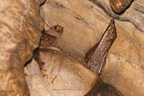 Oilbird - Steatornis caripensis