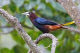 Chestnut-headed Oropendola - Psarocolius wagleri