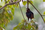 Chestnut-headed Oropendola - Psarocolius wagleri