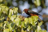 Chestnut-headed Oropendola - Psarocolius wagleri