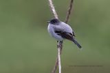 Torrent Tyrannulet - Serpophaga cinerea