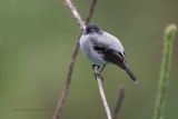 Torrent Tyrannulet - Serpophaga cinerea