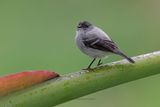 Torrent Tyrannulet - Serpophaga cinerea