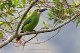 Southern Emerald-Toucanet - Aulacorhynchus albivitta