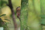 Spotted Barbtail Premnoplex brunnescens