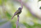 Slaty-capped Flycatcher - Leptopogon superciliaris