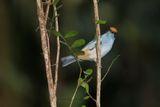 Scrub Tanager - Stilpnia vitriolina