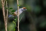 Scrub Tanager - Stilpnia vitriolina