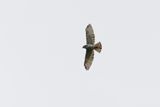 Gray-lined Hawk - Buteo nitidus