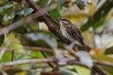 Streaked flycatcher - Myiodynastes maculatus