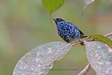 Beryl-spangled Tanager - Tangara nigroviridis