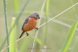 Ruddy-breasted Seedeater - Sporophila minuta