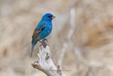 Indigo bunting - Passerina cyanea