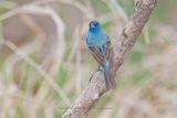 Indigo bunting - Passerina cyanea