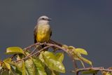 Tropical kingbird - Tyrannus melancholicus