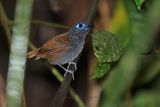 Chestnut-backed Antbird - Poliocrania exsul