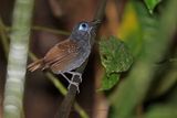 Chestnut-backed Antbird - Poliocrania exsul