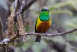 Chestnut-breasted Chlorophonia - Chlorophonia pyrrhophrys