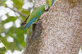 Chestnut-fronted Macaw - Ara severus