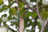 Chestnut-fronted Macaw - Ara severus