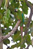 Chestnut-fronted Macaw - Ara severus