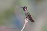 Long-billed Starthroat - Heliomaster longirostris