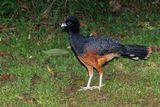 Blue-billed Curassow - Crax alberti
