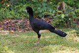 Blue-billed Curassow - Crax alberti