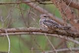Lesser Nighthawk - Chordeiles acutipennis