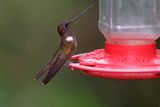 Brown Inca - Coeligena wilsoni