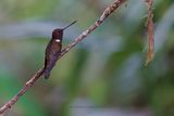 Brown Inca - Coeligena wilsoni