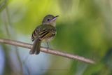 Olivaceous Flatbill - Rhynchocyclus olivaceus