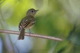 Olivaceous Flatbill - Rhynchocyclus olivaceus