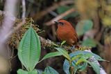 Rufous Spinetail - Synallaxis unirufa