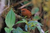 Rufous Spinetail - Synallaxis unirufa
