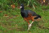 Blue-billed Curassow - Crax alberti