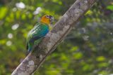 Saffron-headed Parrot - Pyrilia pyrilia