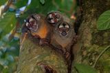 Brumbacks night monkey - Aotus brumbacki