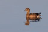 Eurasian wigeon - Anas penelope
